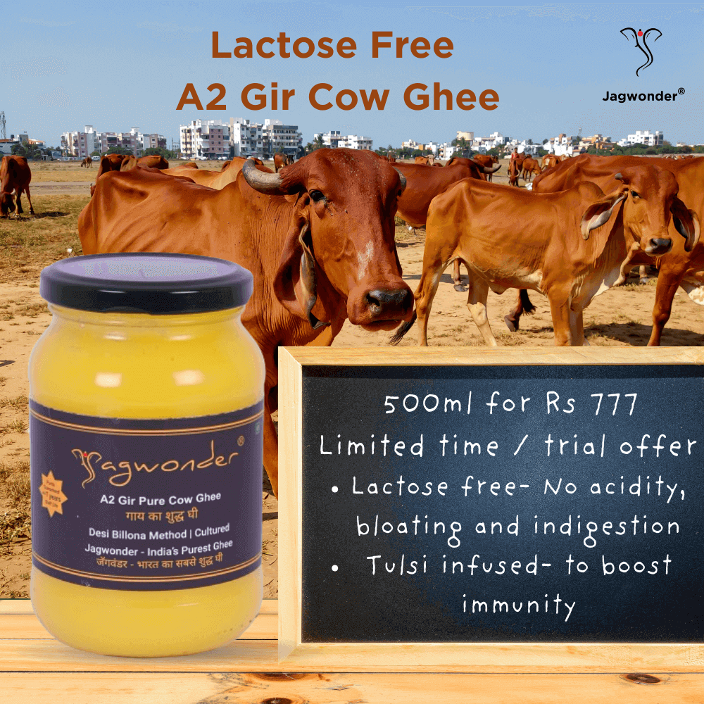 Jagwonder A2 Gir Pure Cow Ghee, 500ml, Lactose fee and tulsi inused for balancing tridosha ,Billona Method, Cultured in food grade glass jar